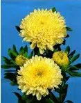 sementes de aster serenata amarela 2 e1495048596731