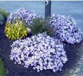 sementes de aster serenata azul 2 e1495048248658
