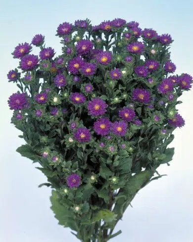 sementes de aster serenata azul 2480 e1495048267842