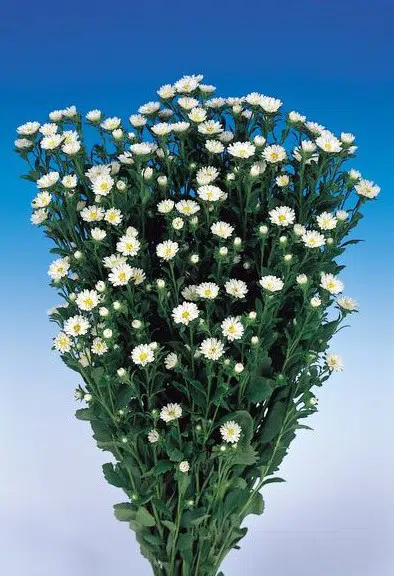sementes de aster serenata branca 0298 e1494964923622