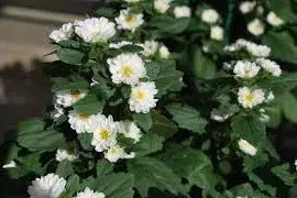 sementes de aster serenata branca 2 2 e1495048068652