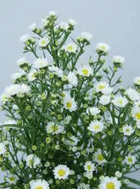 sementes de aster serenata branca 2 e1494964901984