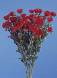 sementes de aster serenata escarlate 2 2 e1494963511368