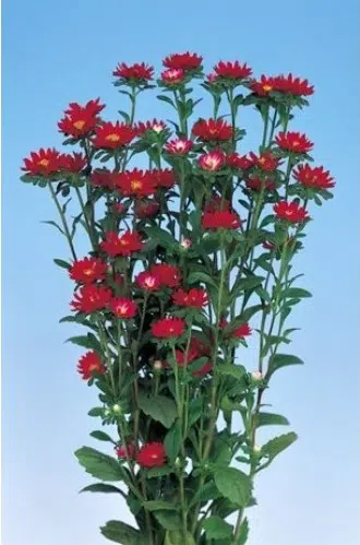 sementes de aster serenata escarlate 2 3 e1494963484960
