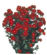 sementes de aster serenata escarlate 2 e1494963558502