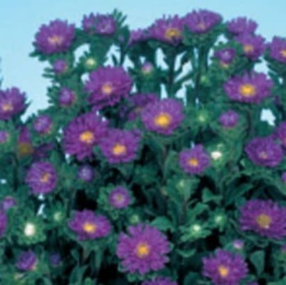 sementes de aster serenata lavanda 2 2 e1494963045235