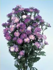 sementes de aster serenata lavanda 2 e1494963072115