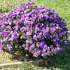 sementes de aster serenata lavanda 2745 e1494963098684