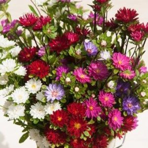 sementes de aster serenata sortida 2 12 e1494963455354