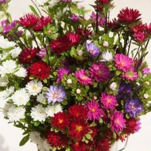 sementes de aster serenata sortida 2 12 e1494963455354