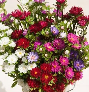 sementes de aster serenata sortida 2 12 e1494963455354