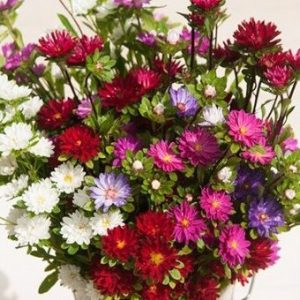 sementes de aster serenata sortida 2 16 e1494962808752