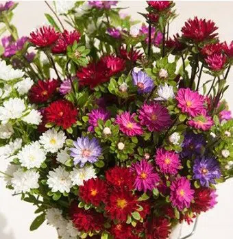 sementes de aster serenata sortida 2 16 e1494962808752