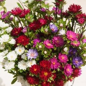 sementes de aster serenata sortida 2 20 e1494962261104