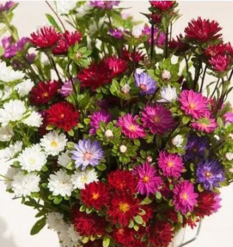sementes de aster serenata sortida 2 20 e1494962261104