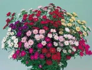sementes de aster serenata sortida 2 3 e1495048288525