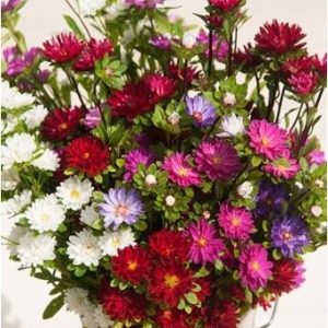 sementes de aster serenata sortida 2 4 e1495048222421