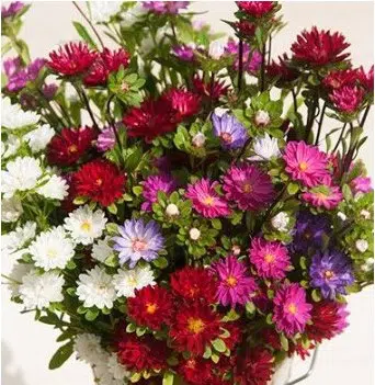 sementes de aster serenata sortida 2 4 e1495048222421