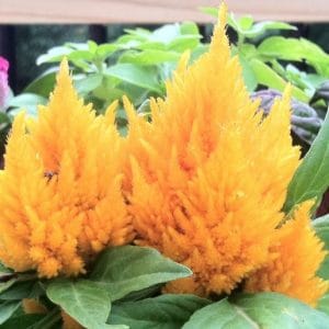 sementes de celosia plumosa amarela 2 10 e1495051922310