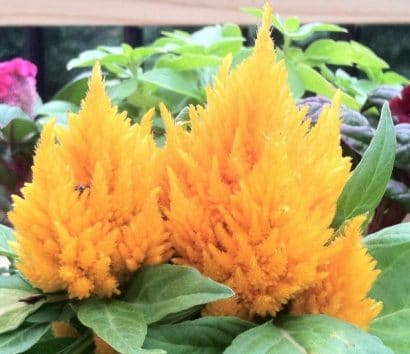 sementes de celosia plumosa amarela 2 10 e1495051922310