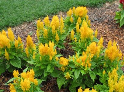 sementes de celosia plumosa amarela 2 11 e1495051902789