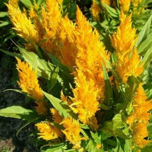 sementes de celosia plumosa amarela 2 12 e1495051879419