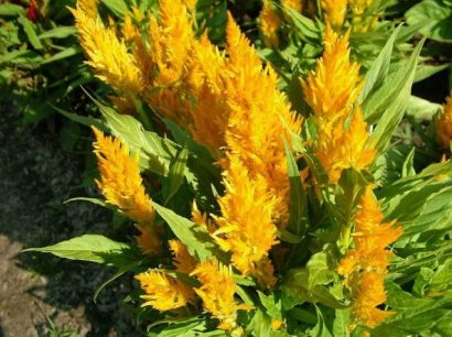 sementes de celosia plumosa amarela 2 12 e1495051879419