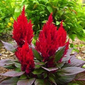 sementes de celosia plumosa amarela 2 14 e1495051829698