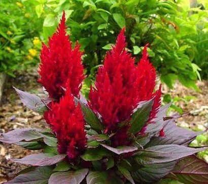 sementes de celosia plumosa amarela 2 14 e1495051829698