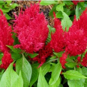 sementes de celosia plumosa amarela 2 15 e1495051800712