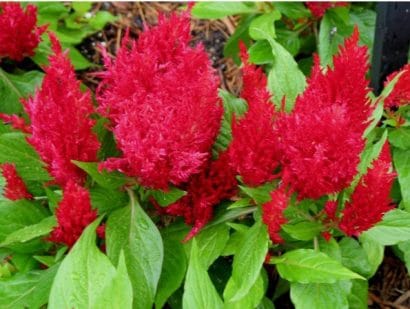 sementes de celosia plumosa amarela 2 15 e1495051800712