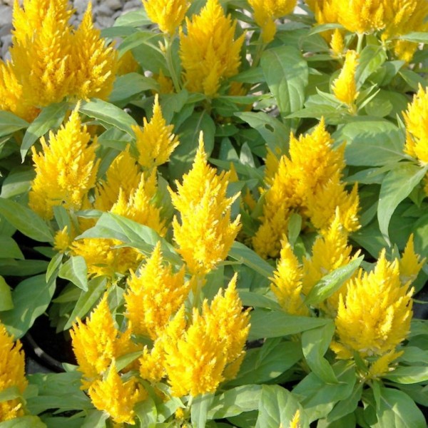 Celósia Plumosa Amarela: 15 Sementes - SoFlor Sementes