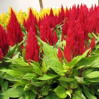 sementes de celosia plumosa amarela 2 21 e1495051627297