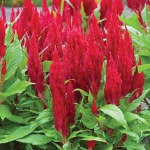 sementes de celosia plumosa amarela 2 22 e1495051593710