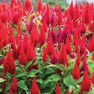 sementes de celosia plumosa amarela 2 23 e1495051566624