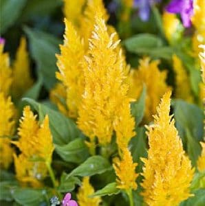 sementes de celosia plumosa amarela 2 3 e1495052095281