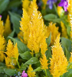 sementes de celosia plumosa amarela 2 3 e1495052095281