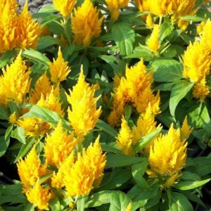 sementes de celosia plumosa amarela 2 4 e1495052072697