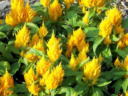 sementes de celosia plumosa amarela 2 4 e1495052072697