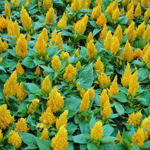 sementes de celosia plumosa amarela 2 5 e1495052039297