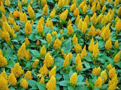 sementes de celosia plumosa amarela 2 5 e1495052039297