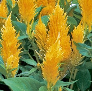 sementes de celosia plumosa amarela 2 6 e1495052019922