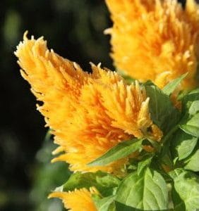 sementes de celosia plumosa amarela 2 7 e1495051999587