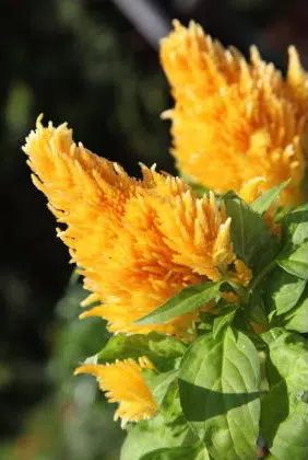 sementes de celosia plumosa amarela 2 7 e1495051999587