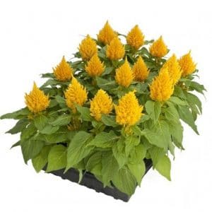 sementes de celosia plumosa amarela 2 8 e1495051975424