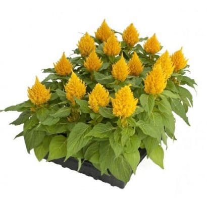 sementes de celosia plumosa amarela 2 8 e1495051975424