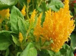 sementes de celosia plumosa amarela 2 9 e1495051944906