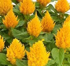 sementes de celosia plumosa amarela 2 e1495052133521