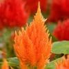 sementes de celosia plumosa laranja 0181 e1495051520668