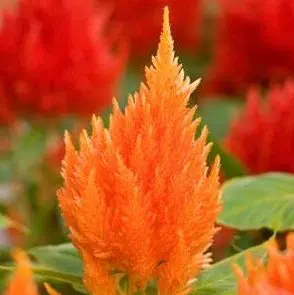 sementes de celosia plumosa laranja 0181 e1495051520668